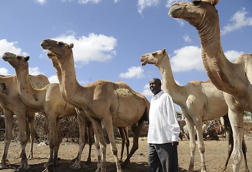somaliland_camels